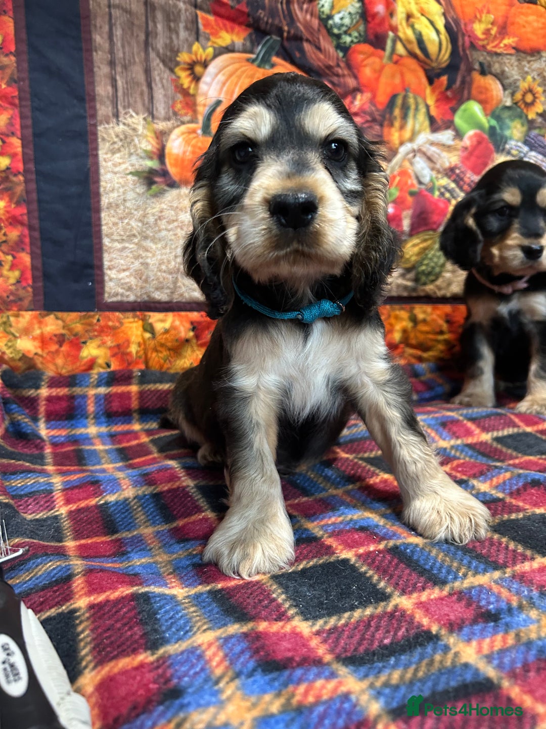 Cocker Spaniel dogs for sale: KC show cocker spaniel puppies. Ready Now! - Image 9