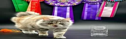 Kurilian Bobtail cats for sale: *RARE*Stunning Kurilian bobtail kittens available  - Advert 3
