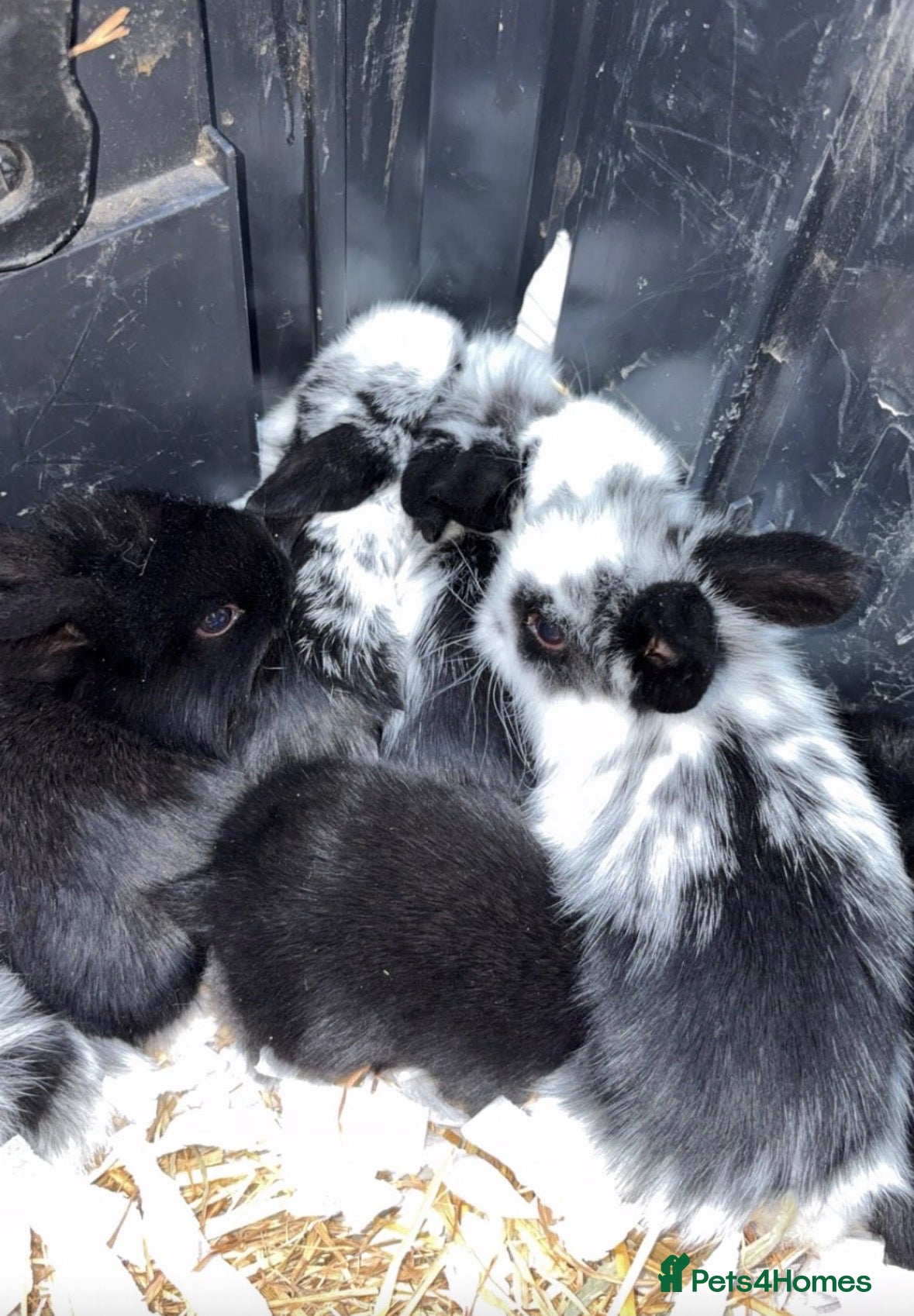 Mini Lop rabbits Beautiful plush lops  - Advert 1