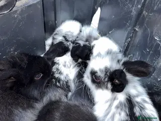 Mini Lop rabbits Beautiful plush lops - Advert 1