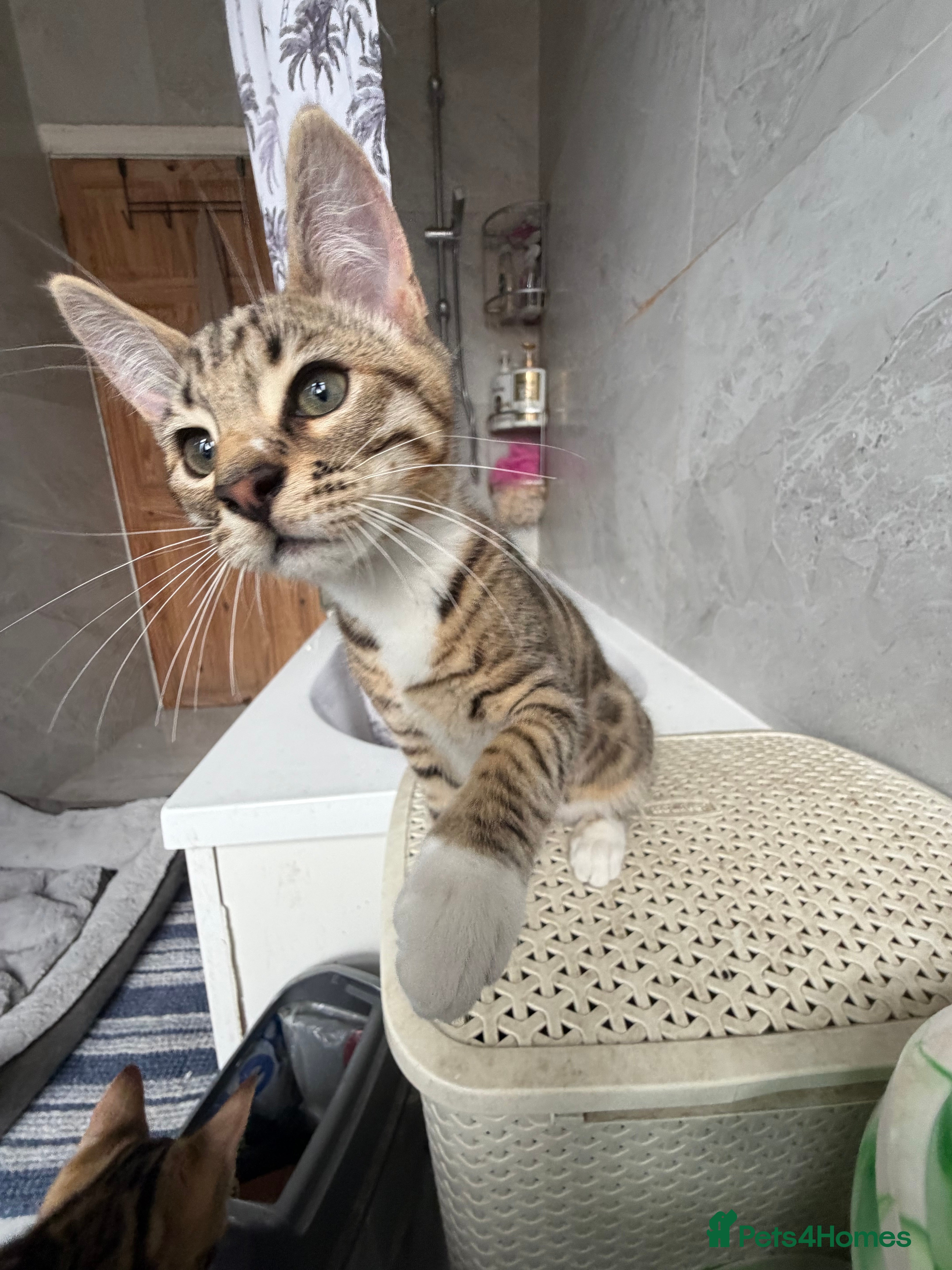 Mixed Breed cats for sale: BENGAL MIX KITTENS 4 SALE SOUTH LONDON - Advert 26