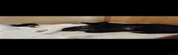 Mixed Breed cats for sale: Lovely Kittens  - Advert 29