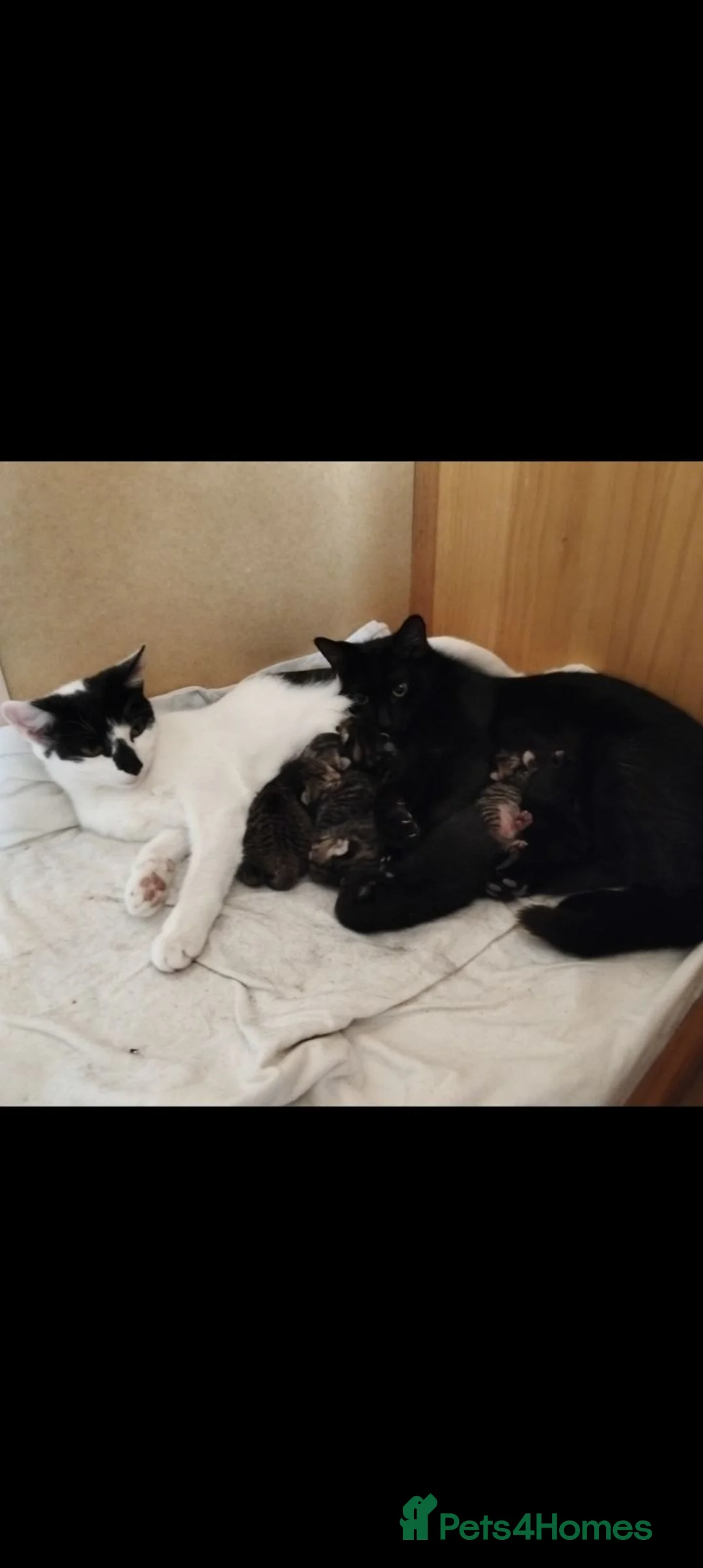 Mixed Breed cats for sale: Lovely Kittens  - Advert 29