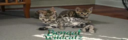 Bengal cats for sale: 3 TICA registered Bengal kittens - Advert 4