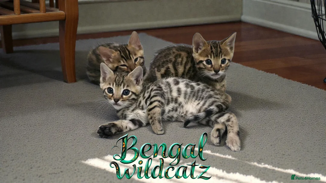 Bengal cats for sale: 3 TICA registered Bengal kittens - Advert 4