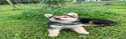 German Shepherd dogs for sale: 2 German Shepherd Puppies  in Kilmarnock - Advert 2