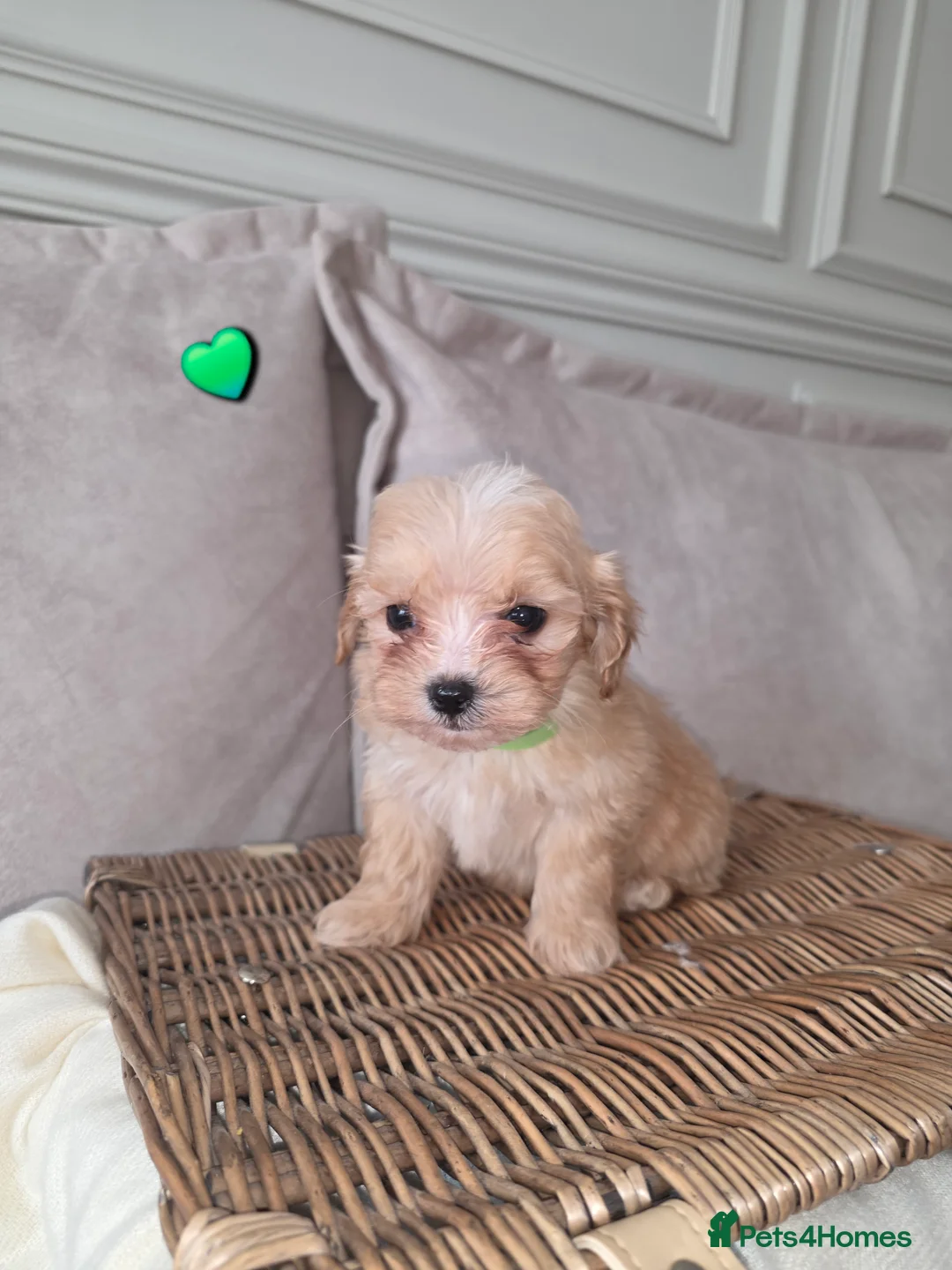 Maltipoo dogs for sale: Five gorgeous multi-poo puppies 3boys 2 girls - Advert 7