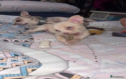 Chihuahua dogs for sale: Beautiful girl grey and black Chihuahua puppy - Image 3