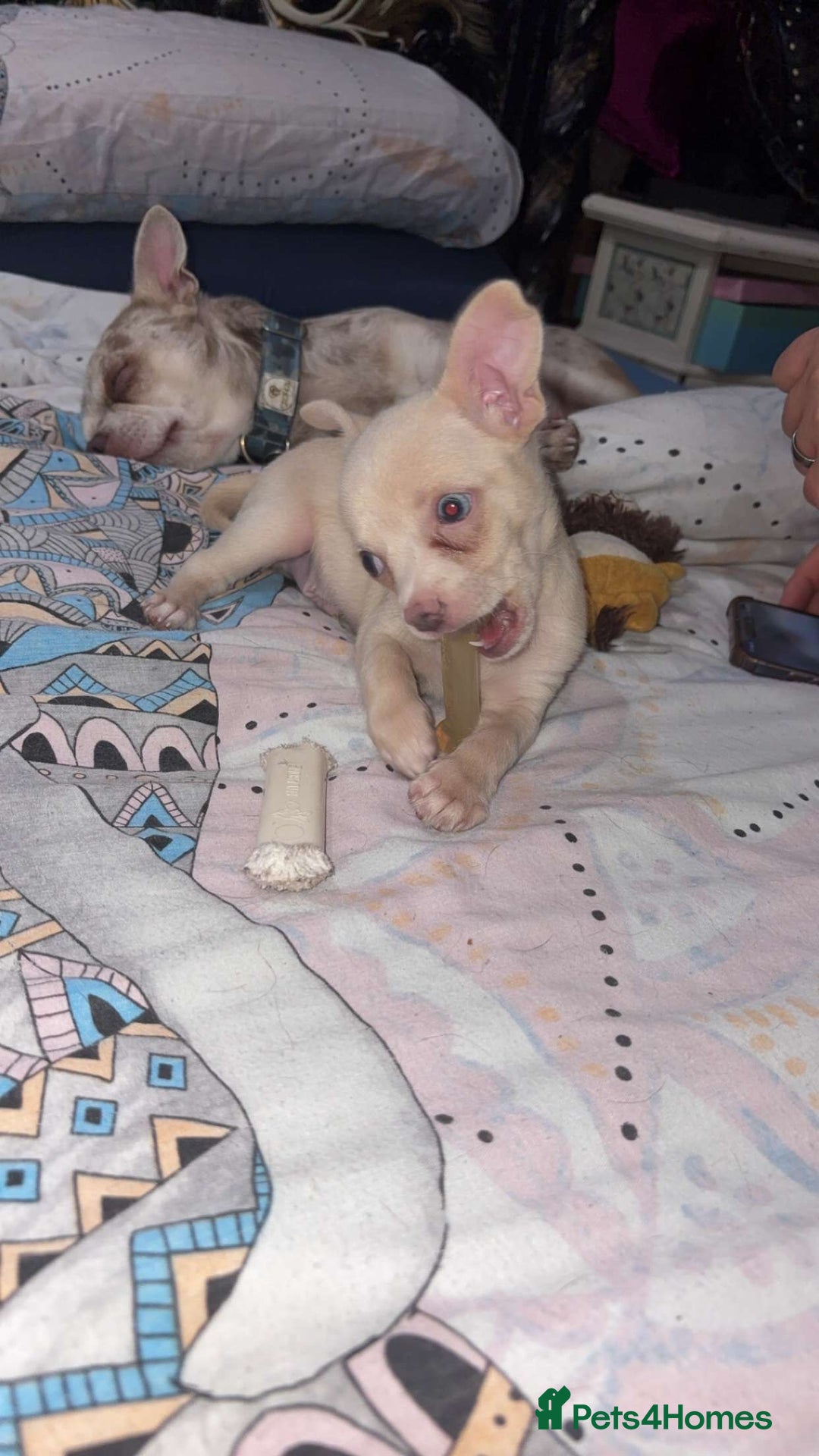 Chihuahua dogs for sale: Beautiful girl grey and black Chihuahua puppy - Image 3