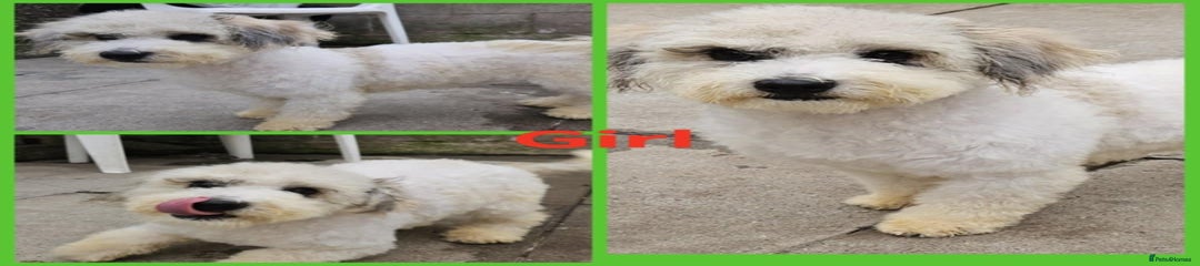 Poochon Puppy 3