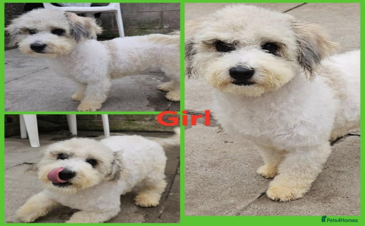 Poochon dogs - Advert 2