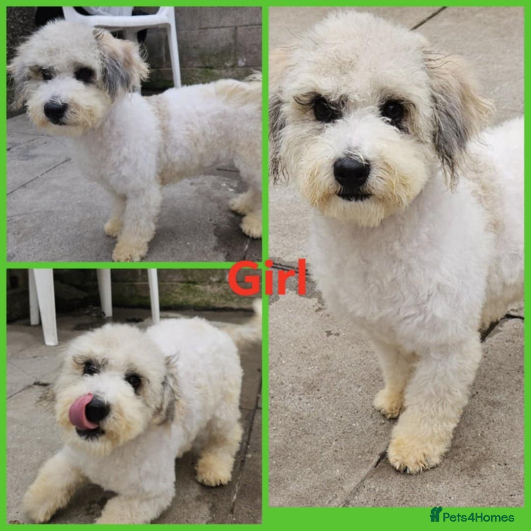 Poochon dogs for sale: F1 sable / sable merle poochons - Image 1