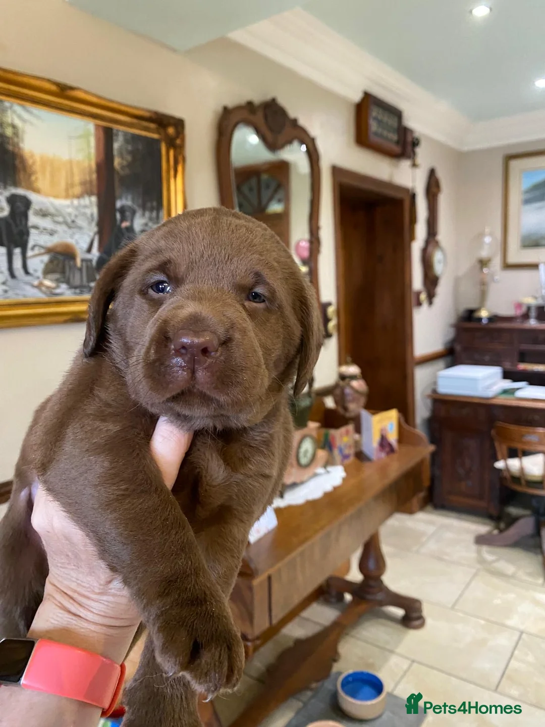 Labrador Retriever dogs for sale: Quality Chocolate Labrador Pups, KC Reg. Ready 7/3 - Advert 6