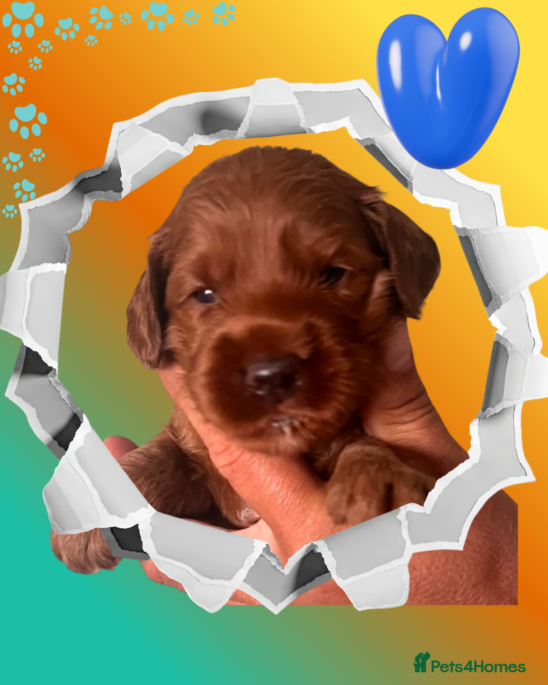 Australian Labradoodle dogs Tiny Tails,Big♥️Australian labradoodle - Advert 6