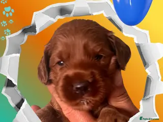 Australian Labradoodle dogs Tiny Tails,Big♥️Australian labradoodle - Advert 3