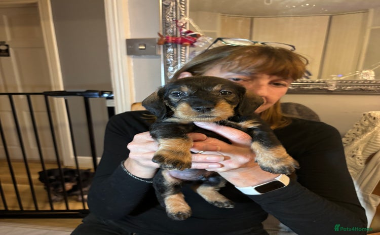 Dachshund dogs - Advert 4