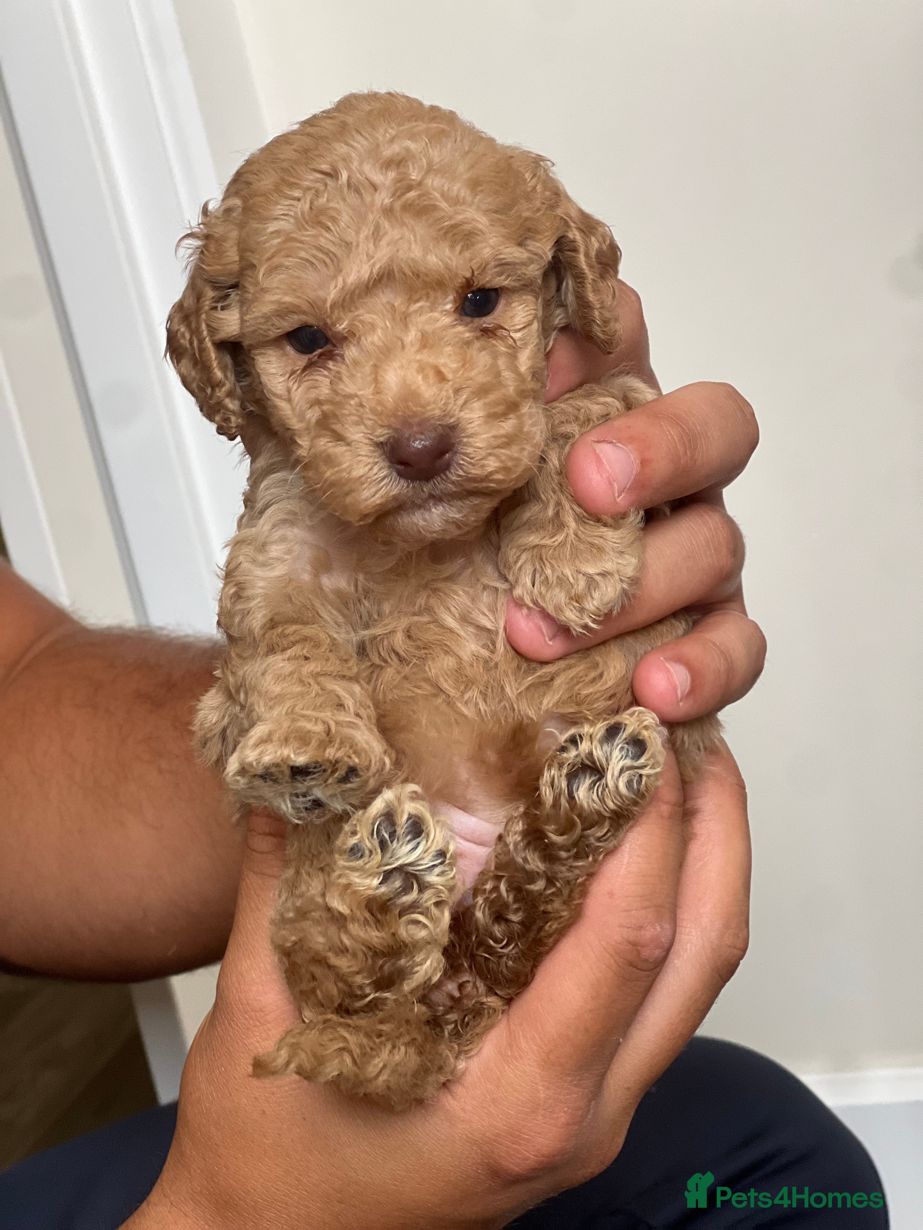 Cockapoo dogs Beautiful Cockapoo Puppies - Advert 2