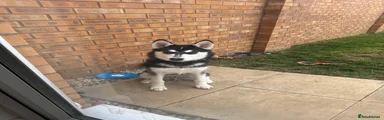 Alaskan Malamute 1