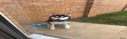 Alaskan Malamute dogs for sale: 8 month old male Alaskan malamute  in Nottingham - Advert 2