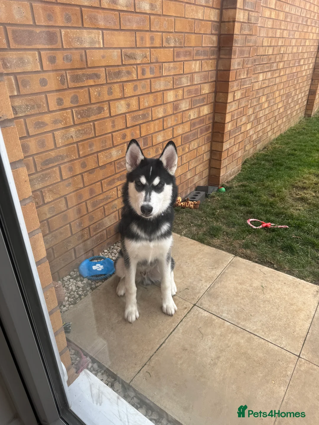 Alaskan Malamute dogs for sale: 8 month old male Alaskan malamute  in Nottingham - Advert 2