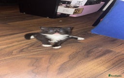 York Chocolate cats for sale: Kittens are ready for there new home  - Image 1