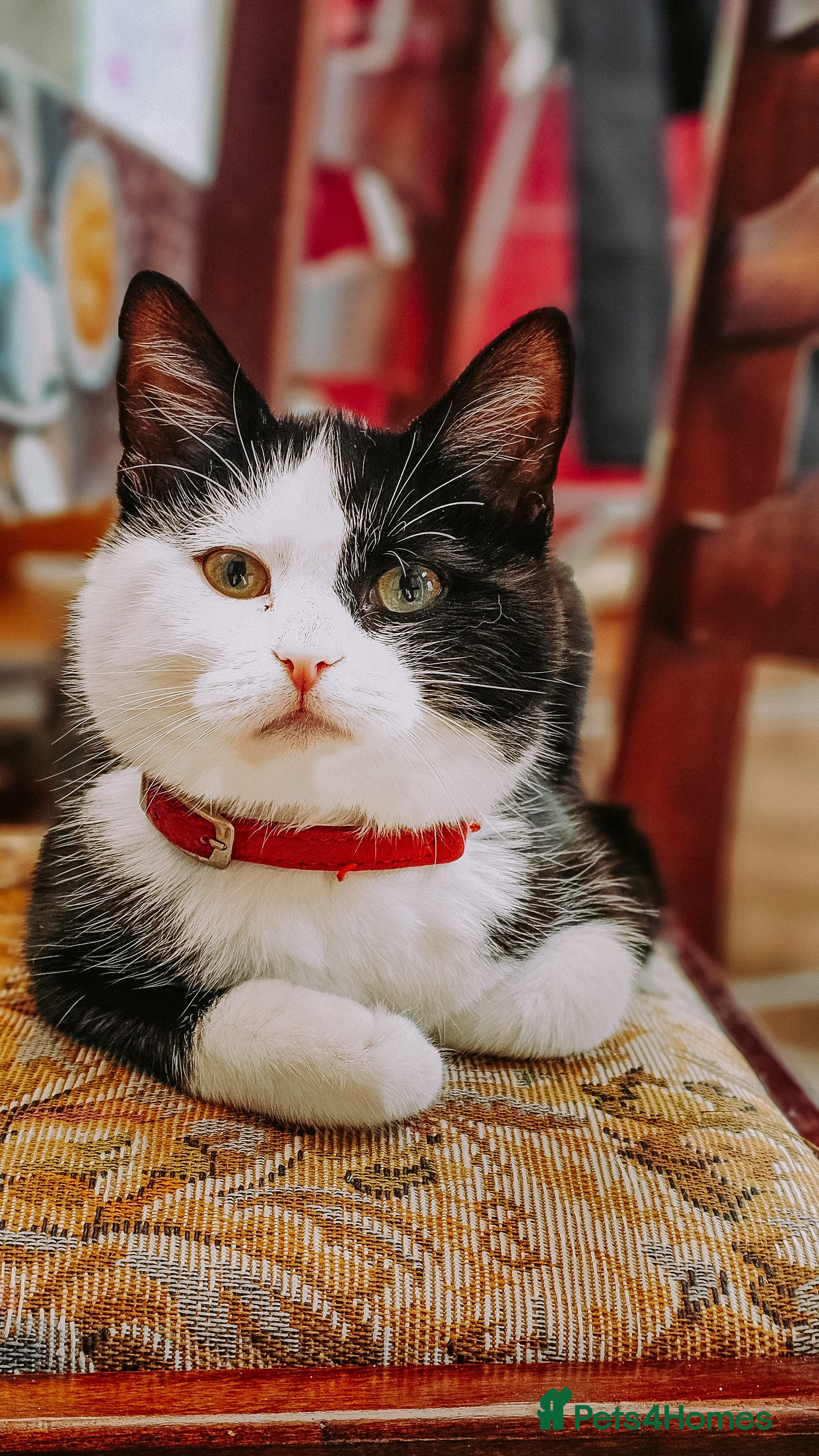 Mixed Breed cats Milio - Advert 19