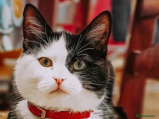 Mixed Breed cats Milio - Advert 1