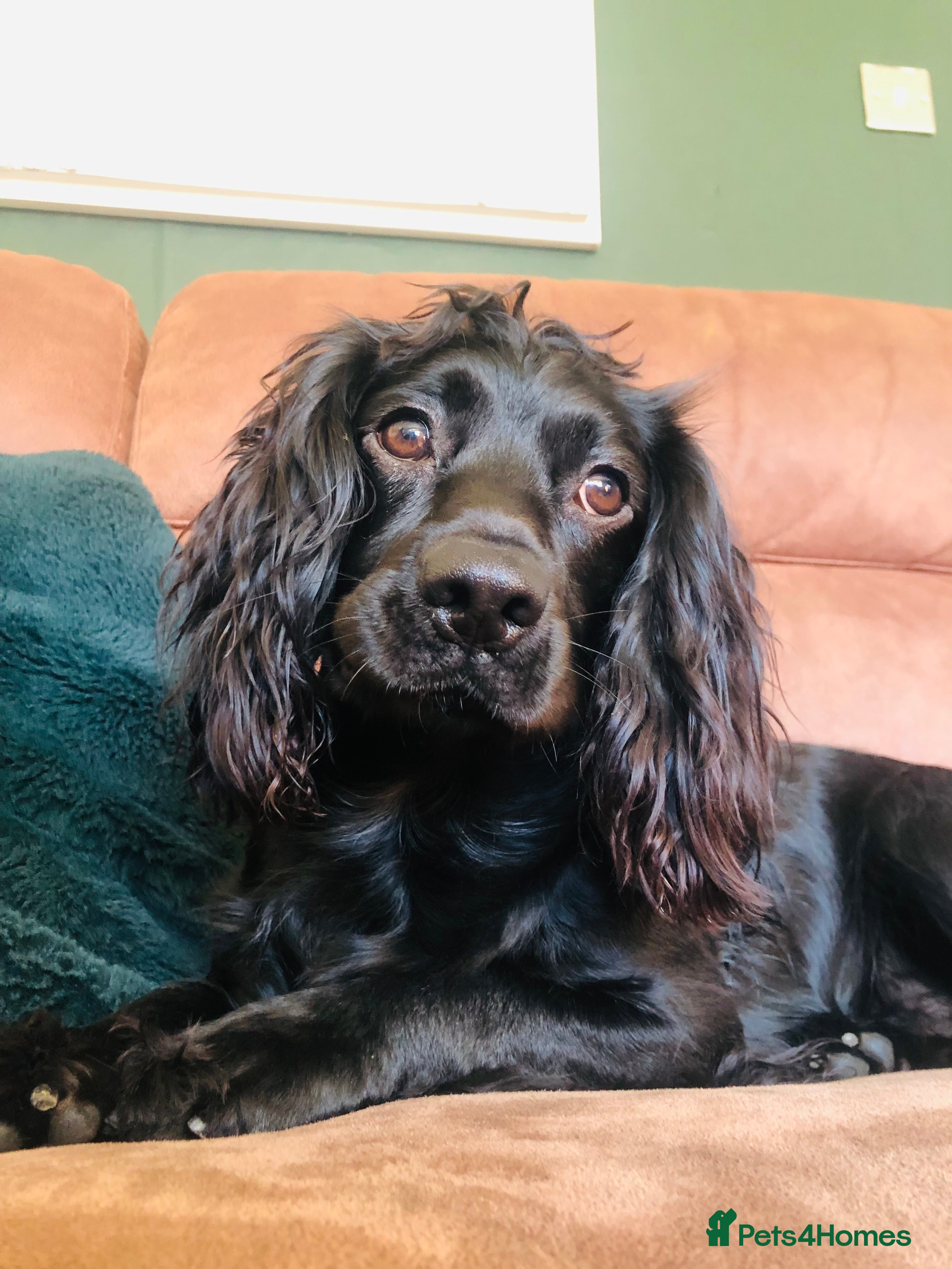 Cocker Spaniel dogs Cocker spaniel puppies 🐶  - Advert 4