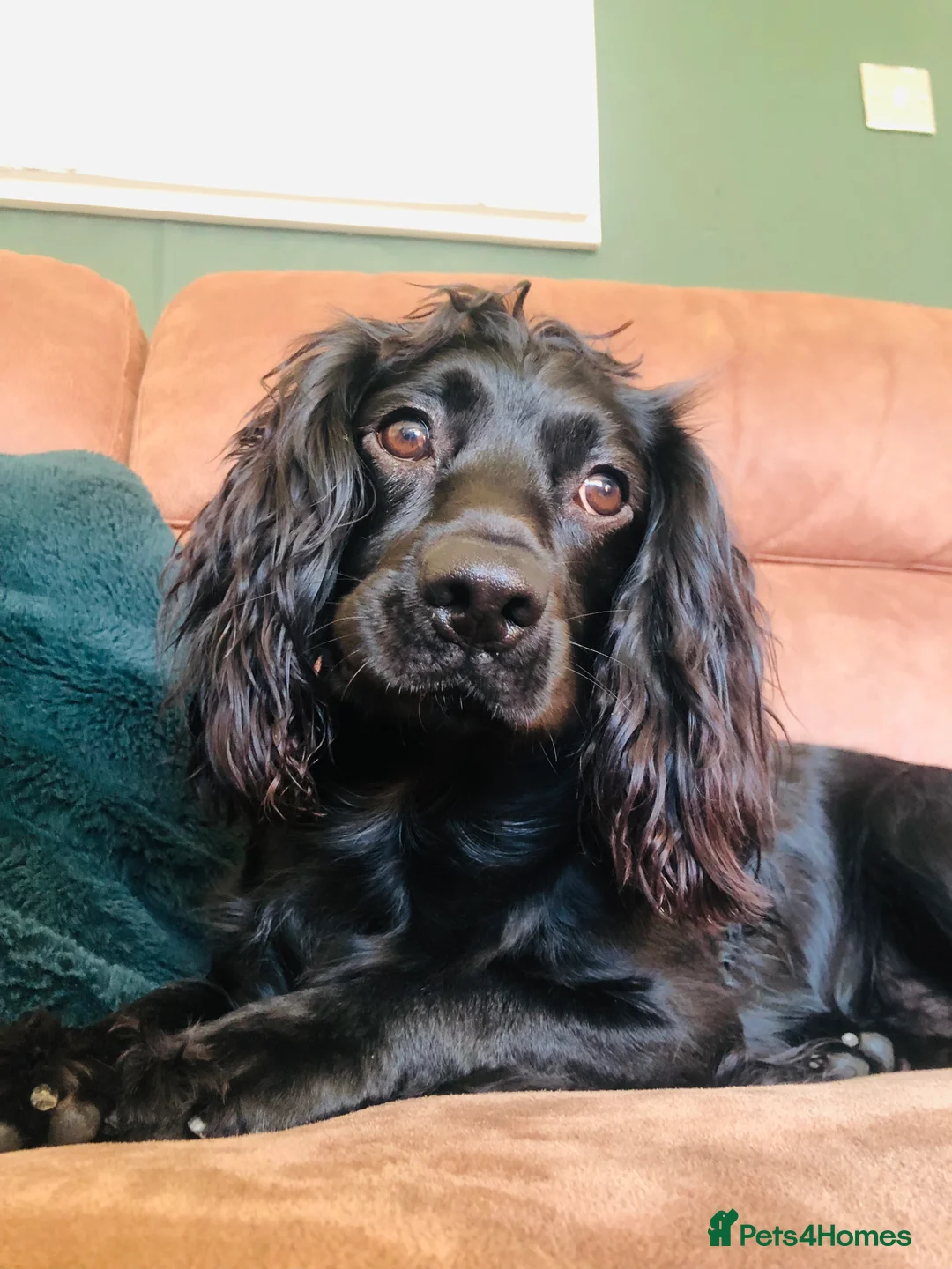 Cocker Spaniel dogs for sale: Cocker spaniel puppies 🐶  - Advert 1