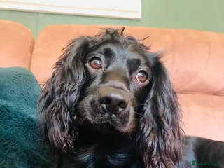 Cocker Spaniel dogs Cocker spaniel puppies 🐶 - Advert 4