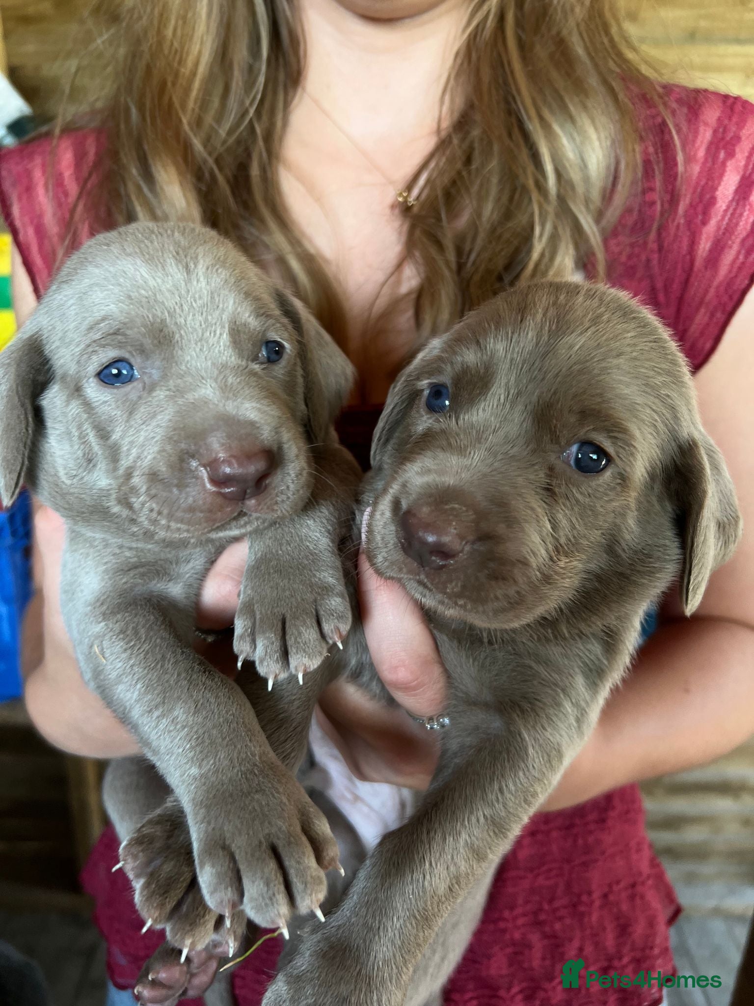 Weimaraner dogs Long & Short Haired Weimaraner KC reg - Advert 16