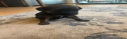 Border Terrier dogs for sale: Border Terrier Puppies - Advert 15