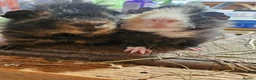 Guinea Pig rodents for sale: Pair of boys. Really friendly. Ready to leave  now - Advert 2