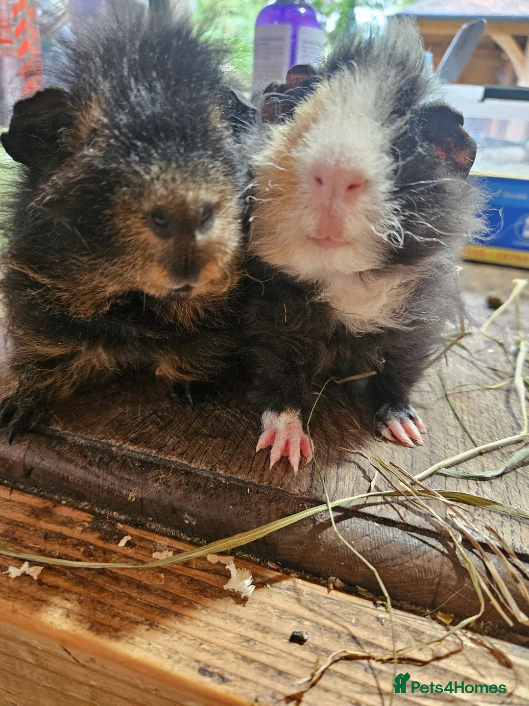 Guinea Pig rodents for sale: Pair of boys. Really friendly. Ready to leave  now - Advert 2