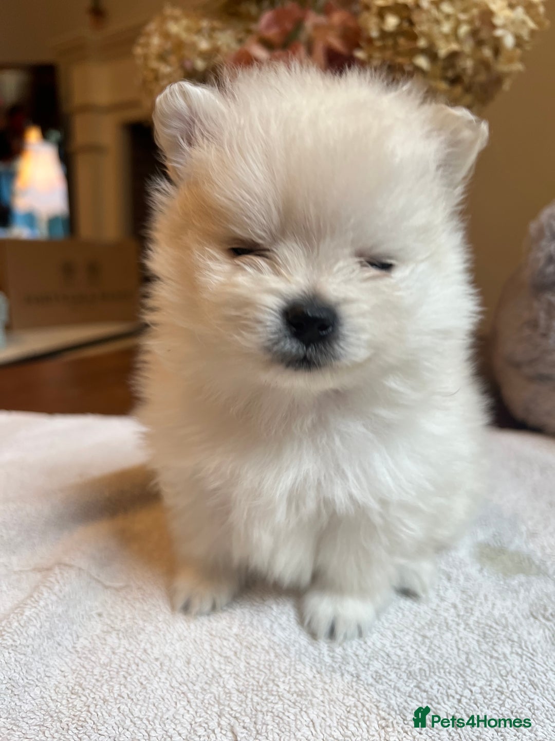 Pomeranian dogs for sale: Pomeranian puppies to die for - Advert 13