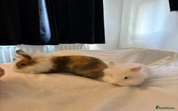 Lionhead rabbits for sale: two friendly lionhead rabbits ,includes pen ect - Image 4