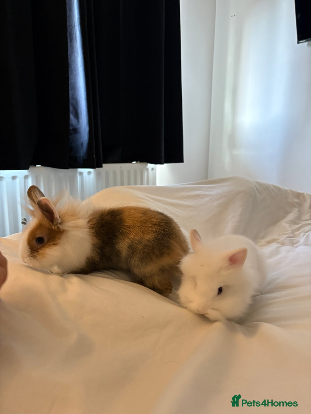 Lionhead rabbits for sale: two friendly lionhead rabbits ,includes pen ect - Image 4