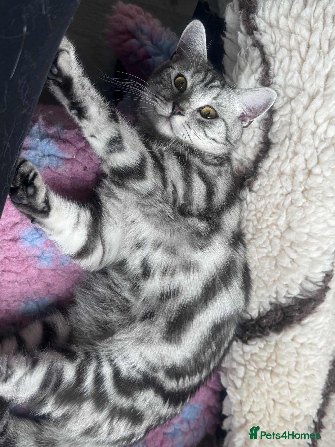 Brazilian Shorthair cats for sale: British shorthair  - Advert 3