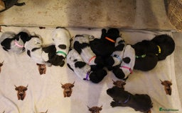 Mixed Breed dogs for sale: German wirehaired pointer x German wirehaired/Lab - Image 3