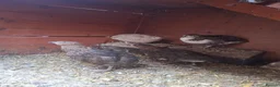 Quail poultry for sale: Coturnix quail and snowflake bobwhite  - Advert 15