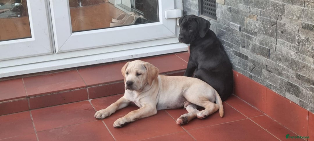Mixed Breed dogs for sale: THE LAST BEAUTIFUL BOY–CaneCorso x Staffy puppies  - Image 8