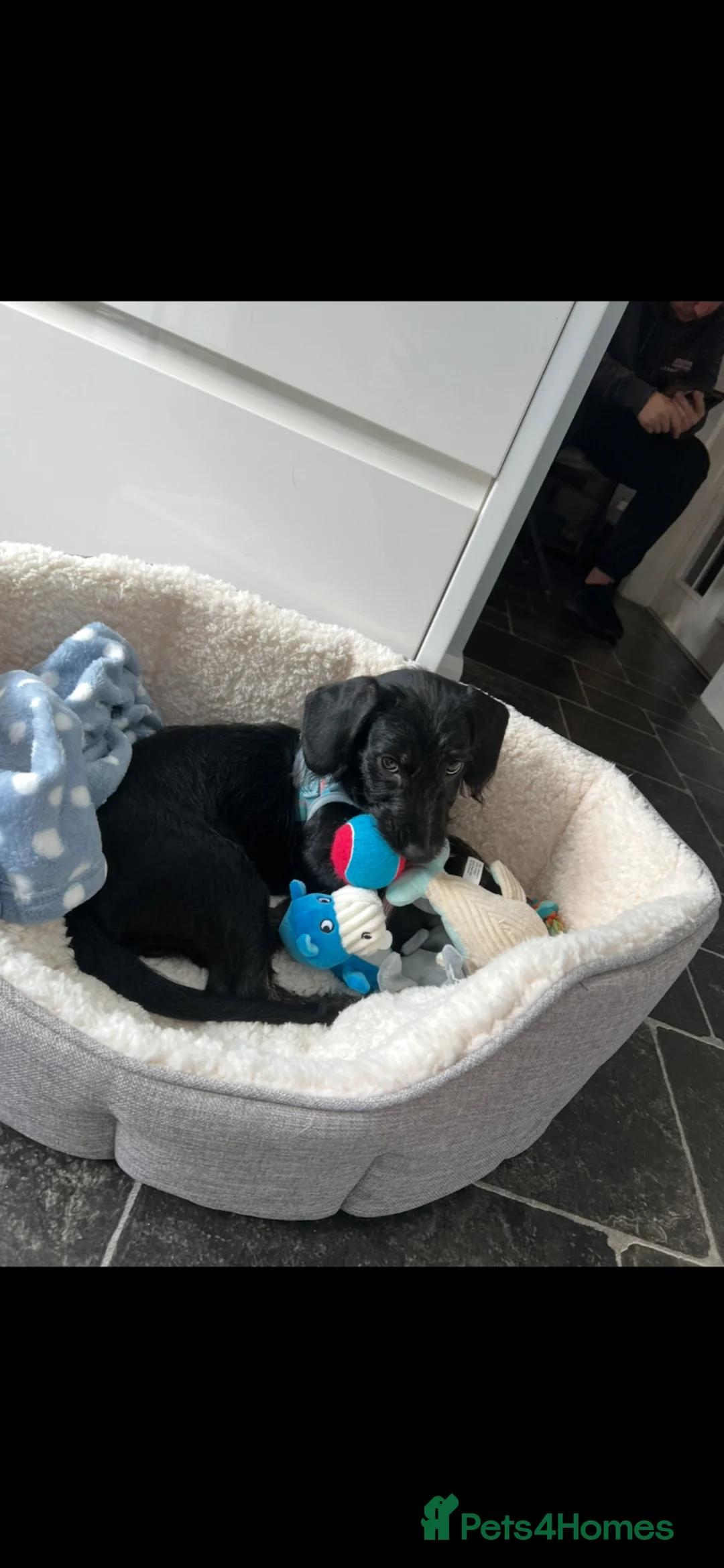 Doxiepoo dogs for sale: Barney  in Colchester - Advert 1