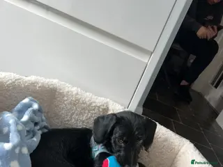 Doxiepoo dogs Barney - Advert 1