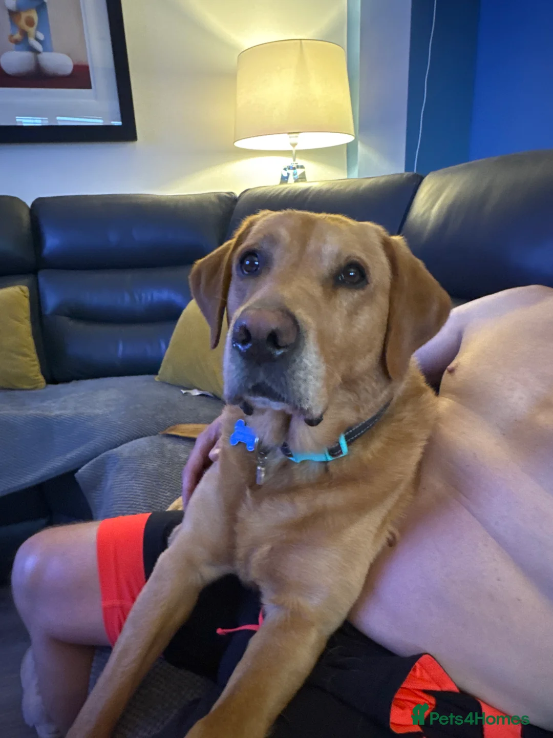 Labrador Retriever dogs for stud: Loving boy for Stud  in Doncaster - Advert 8