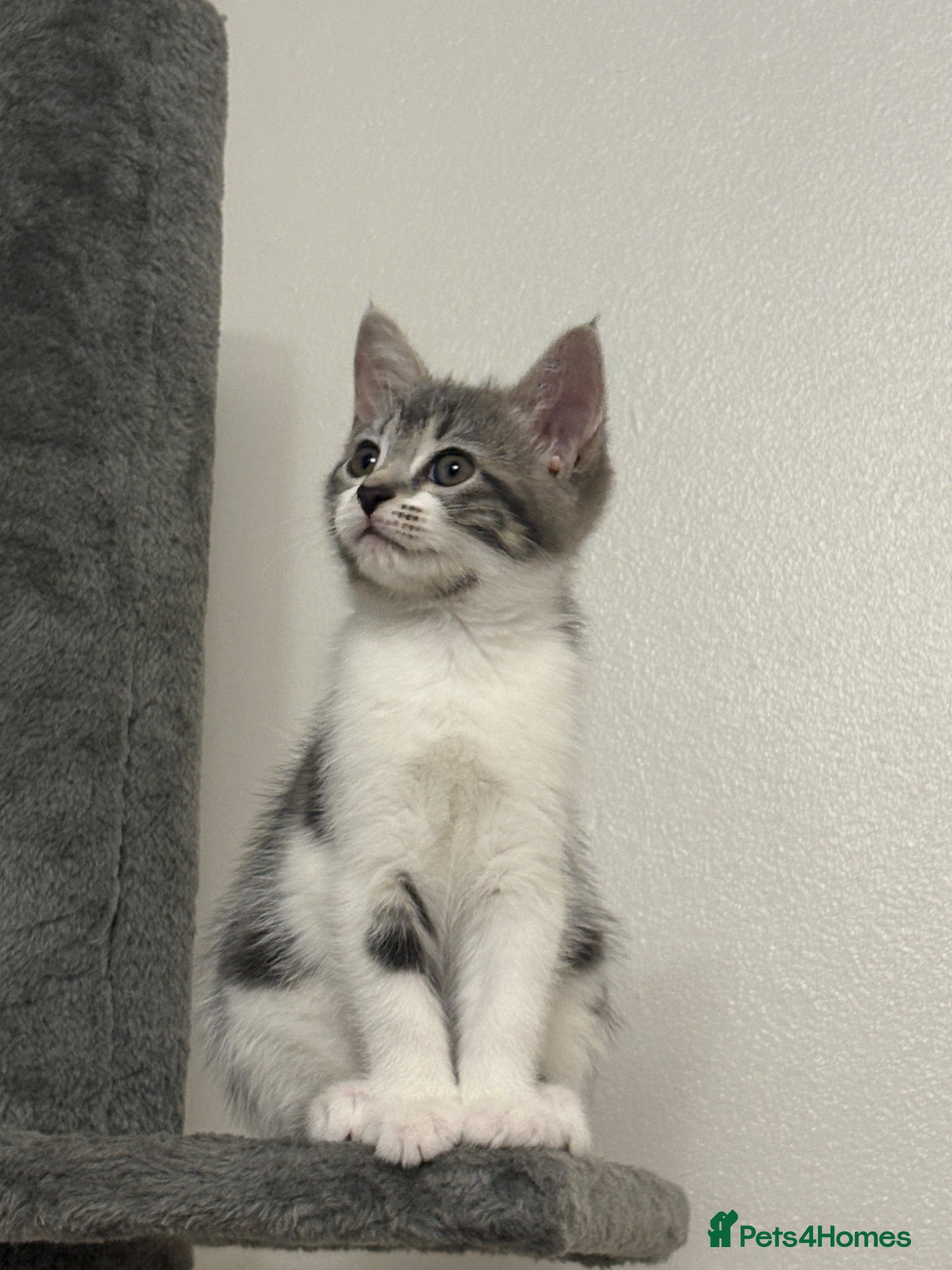 Mixed Breed cats Europian shorthair domestic kittens for sale Luton - Advert 1