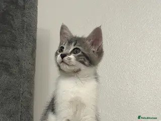 Mixed Breed cats Europian shorthair domestic kittens for sale Luton - Advert 1