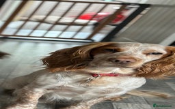 Cocker Spaniel dogs for sale: 4yo Working Cocker Spaniel - Image 3