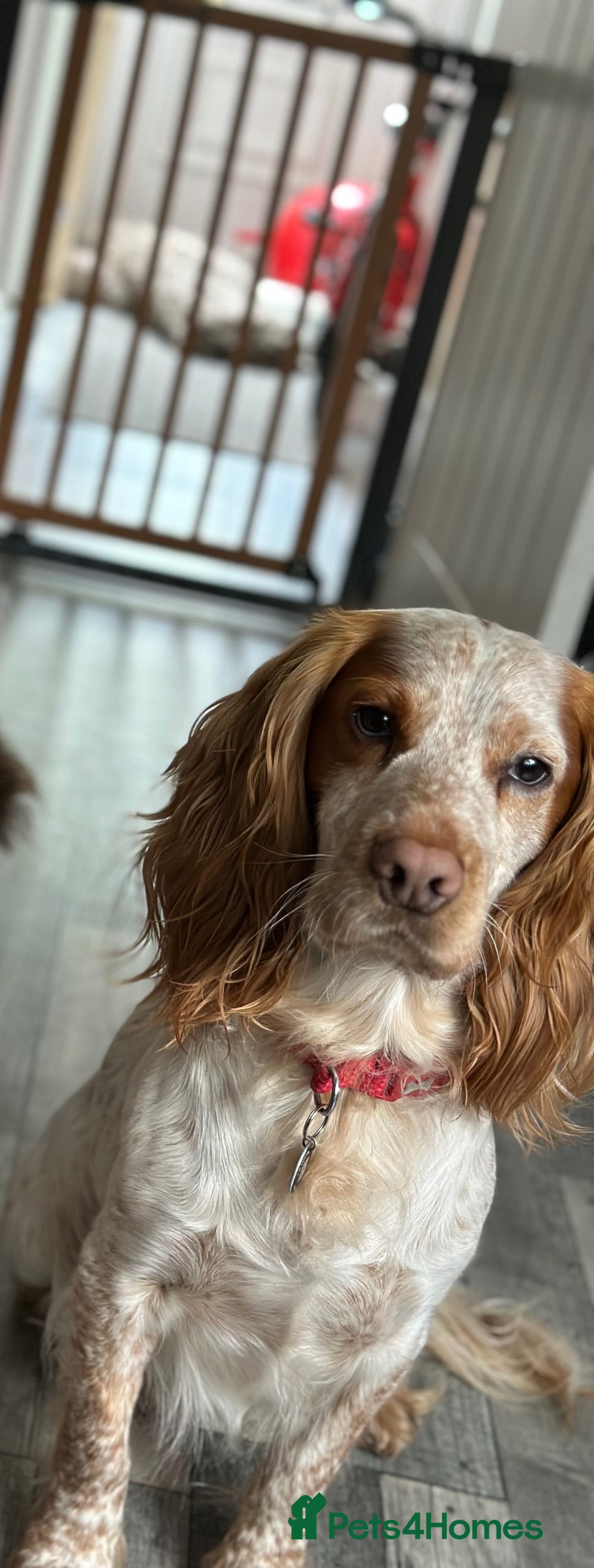 Cocker Spaniel dogs for sale: 4yo Working Cocker Spaniel - Image 3
