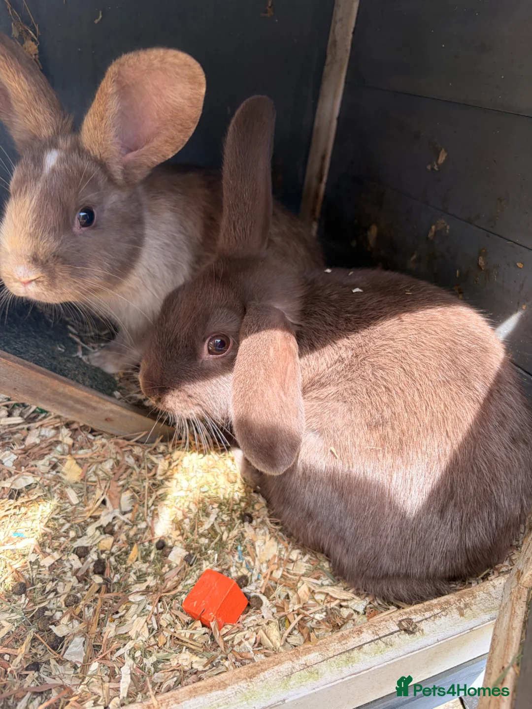 Mini Lop rabbits for sale: 2x Sister Mini Lops  in Bristol - Advert 2