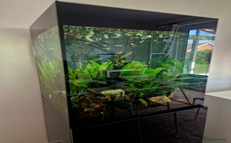 Live Bearers fish - Advert 1